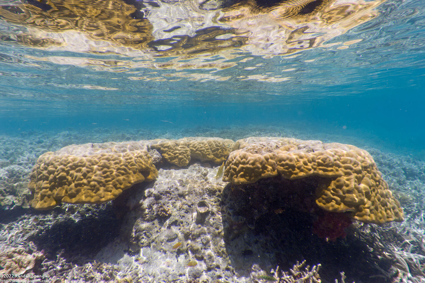 Porites sp.1 (Porites sp.1)