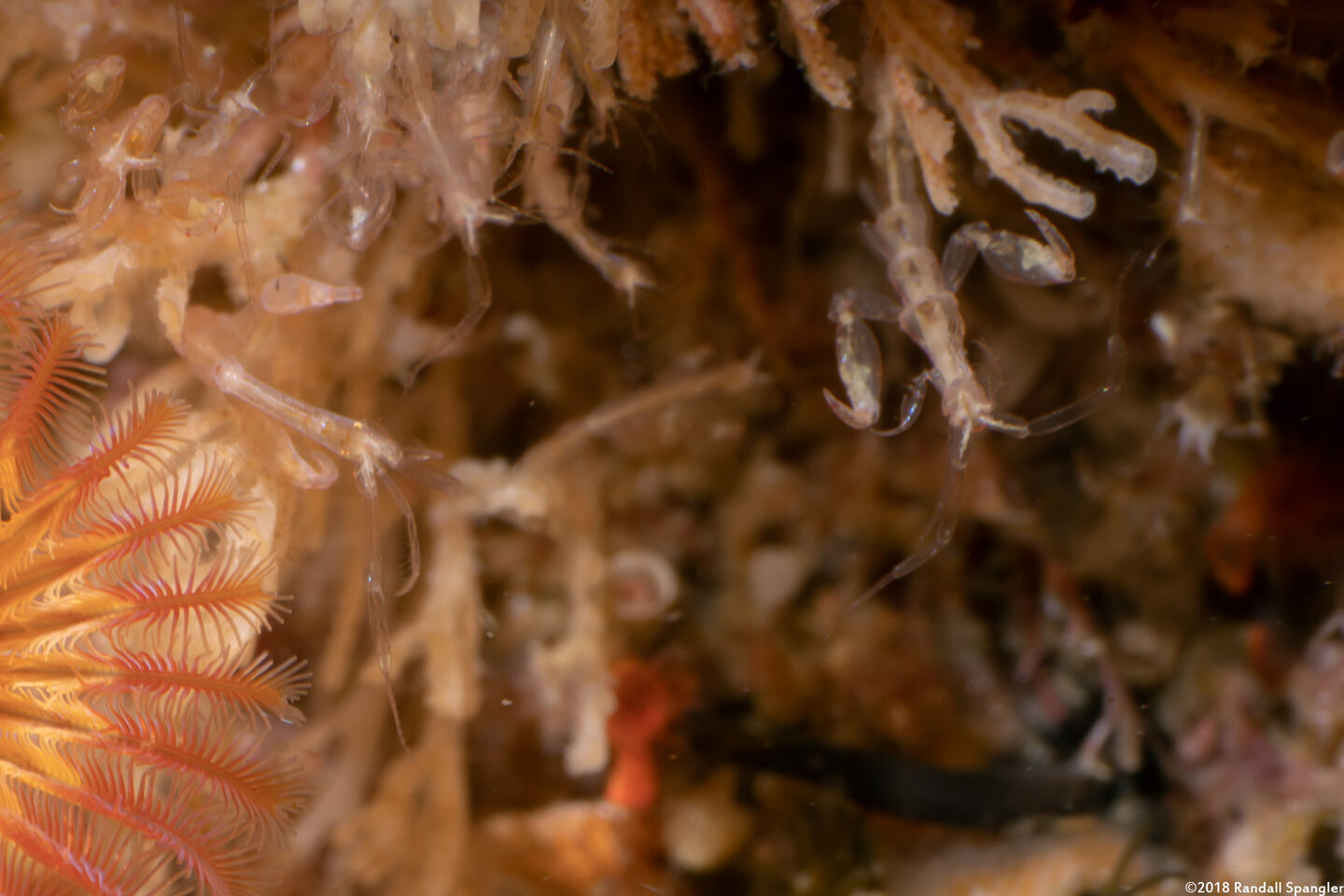 Caprella sp.1 (Skeleton Shrimp)