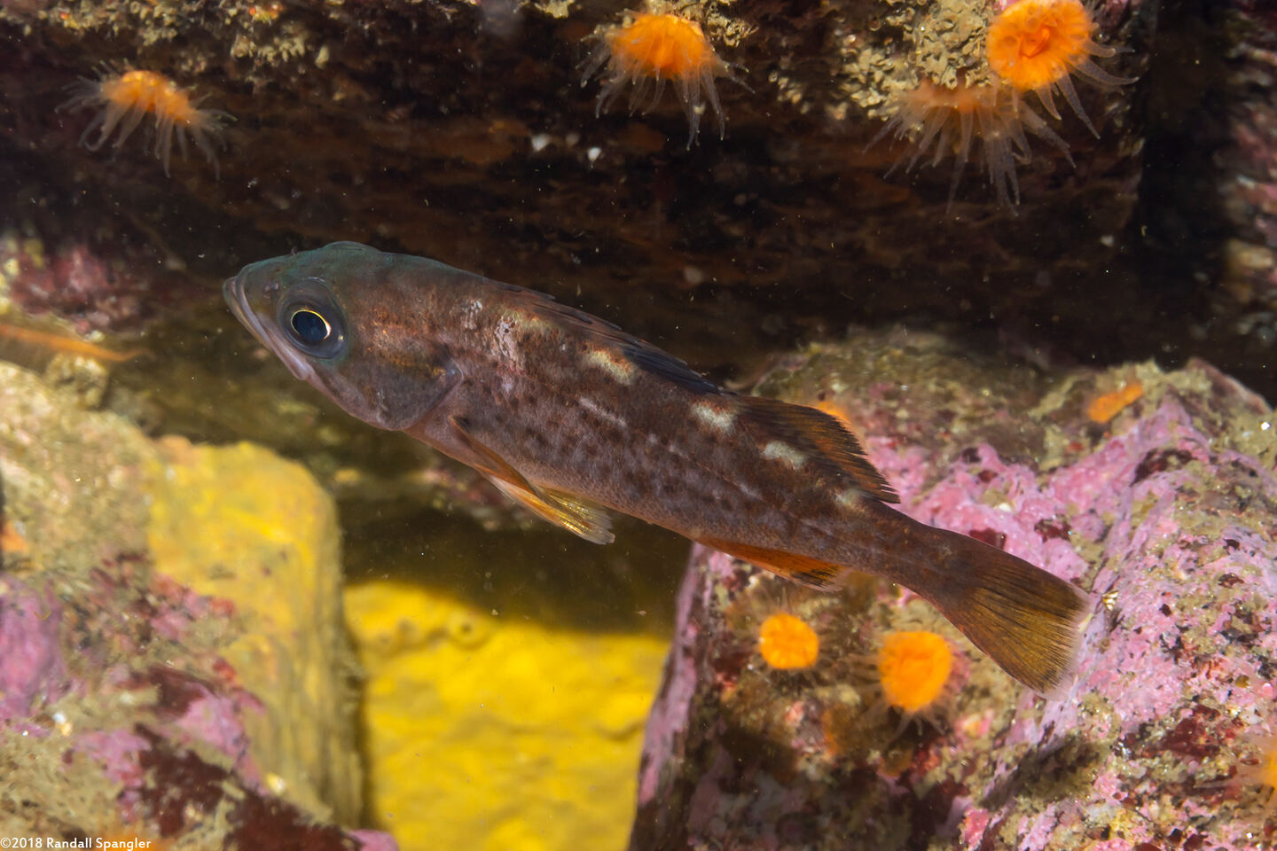 Sebastes flavidus (Yellowtail Rockfish)
