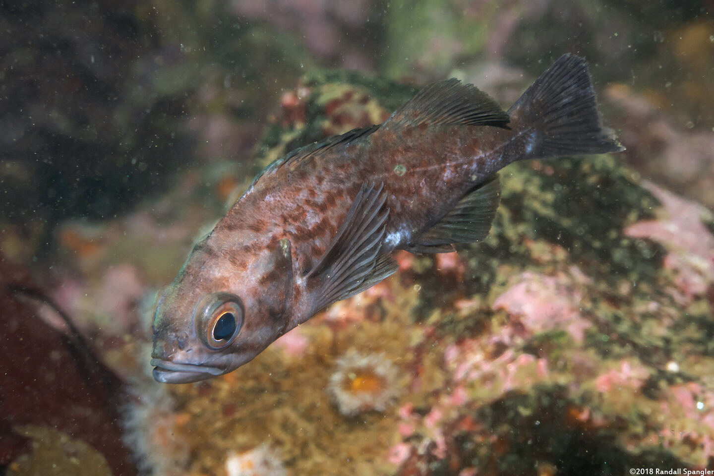 Sebastes mystinus (Blue Rockfish)