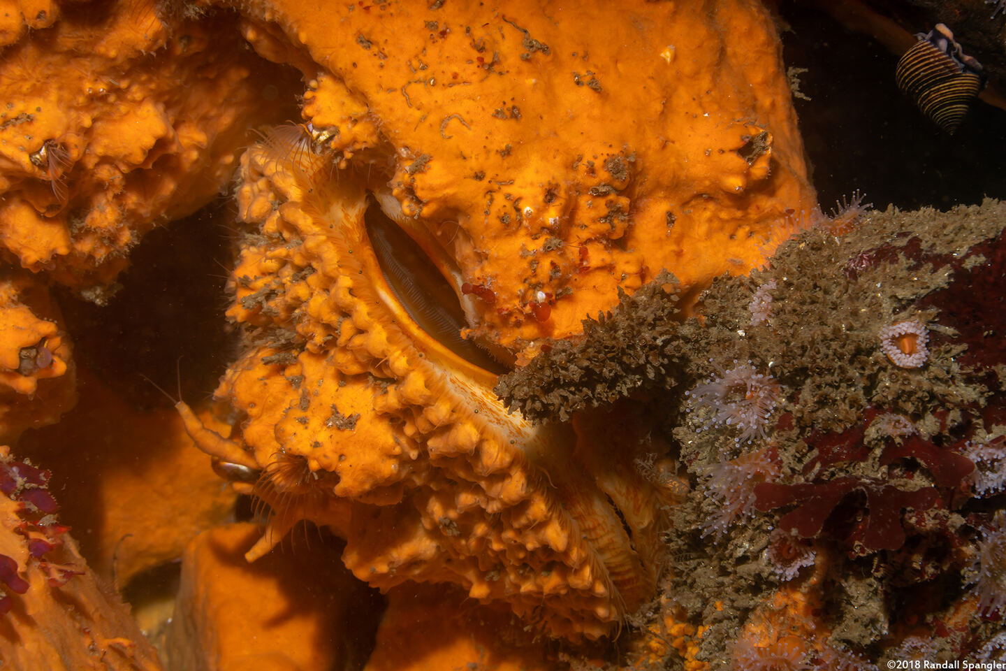 Crassadoma gigantea (Rock Scallop)