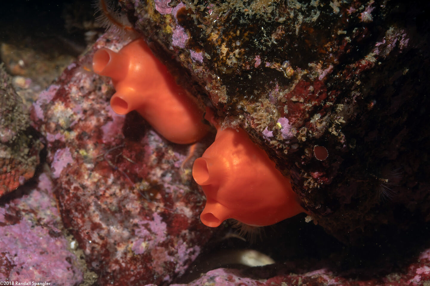 Cnemidocarpa finmarkiensis (Shiny Orange Sea Squirt)