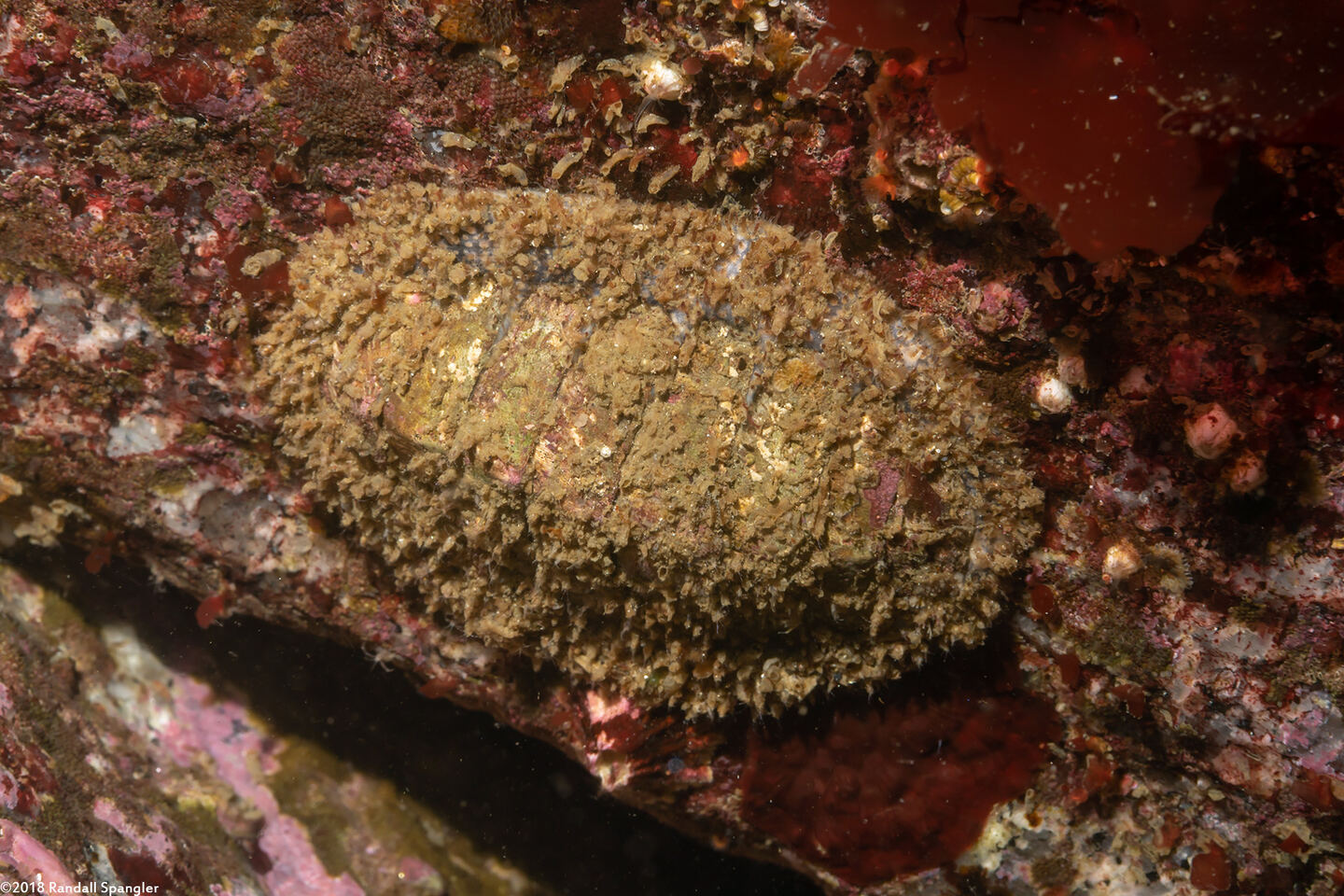 Mopalia lignosa (Woody Chiton)