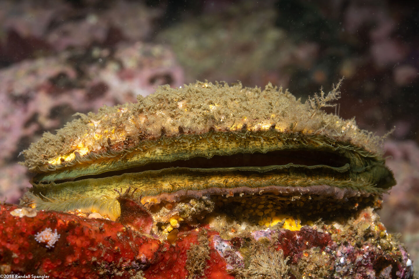 Crassadoma gigantea (Rock Scallop)