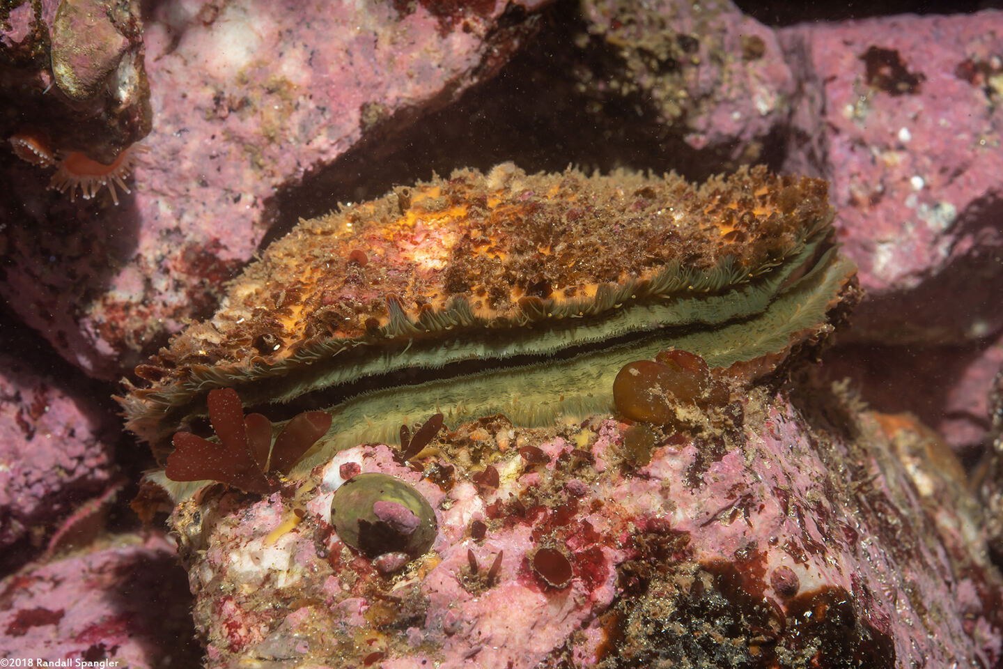 Crassadoma gigantea (Rock Scallop)