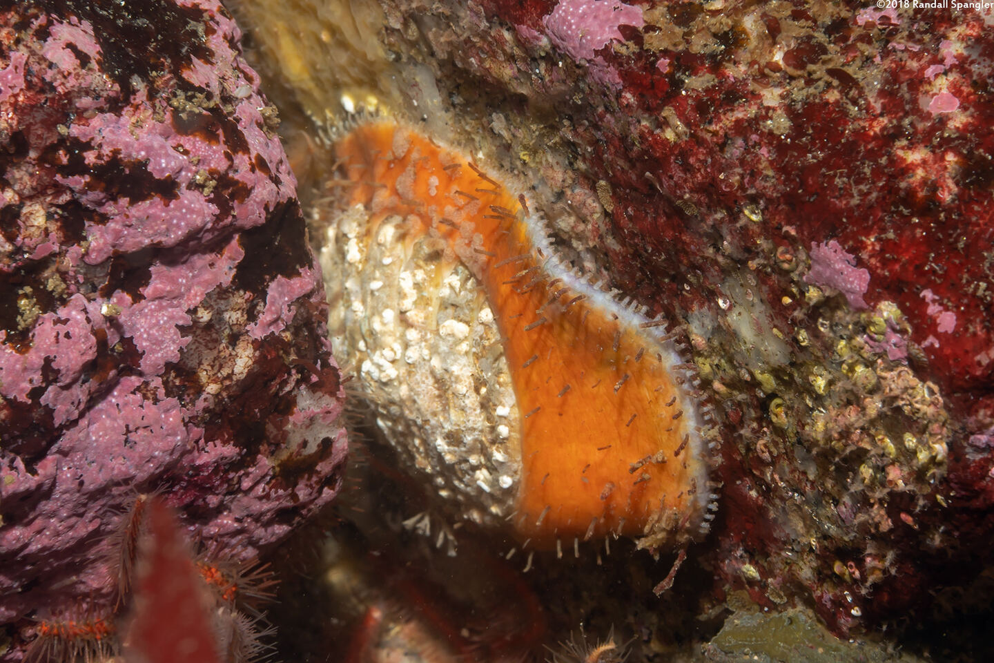 Placiphorella velata (Veiled Chiton)