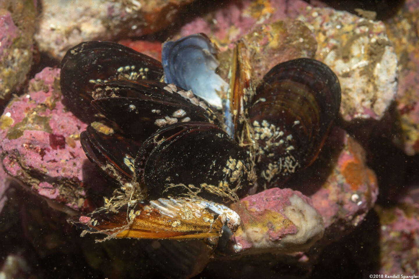 Mytilus galloprovincialis (Mediterranean Mussel)