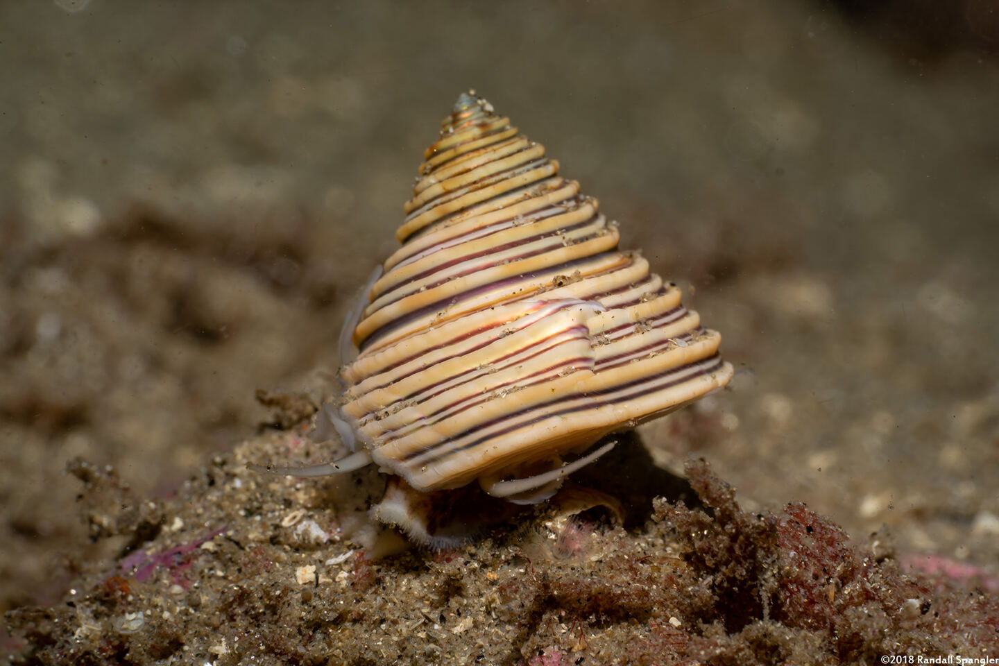Calliostoma canaliculatum (Channeled Top Snail)