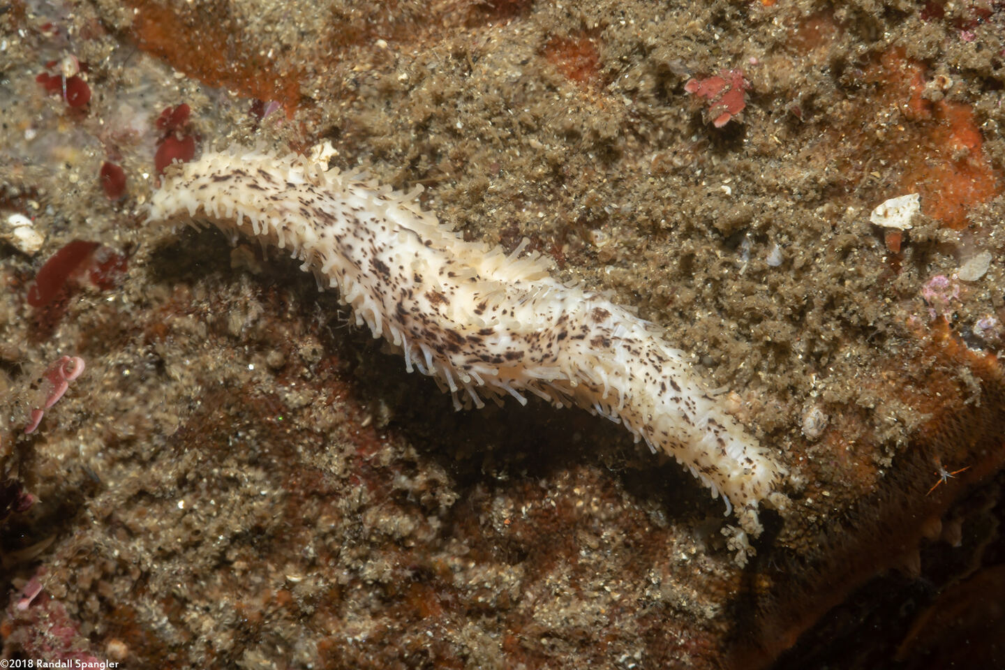 Cucumaria piperata (Peppered Sea Cucumber)