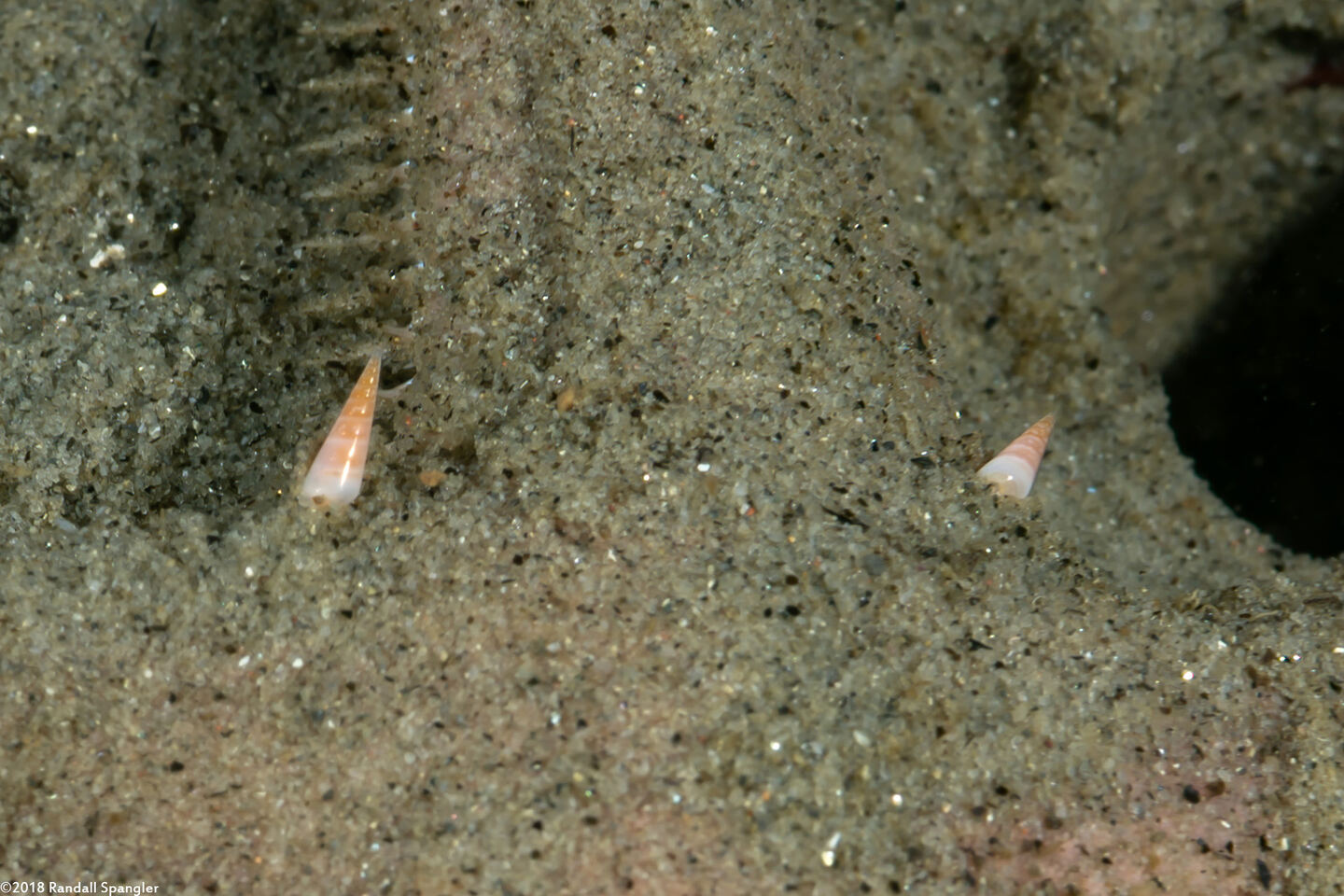 Melanella micans (Melanella Micans)