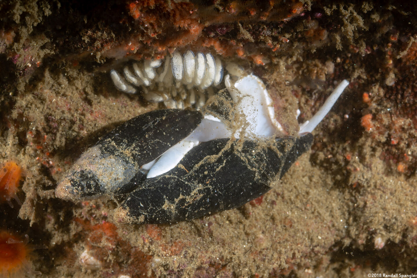 Atrimitra idae (Ida's Miter)