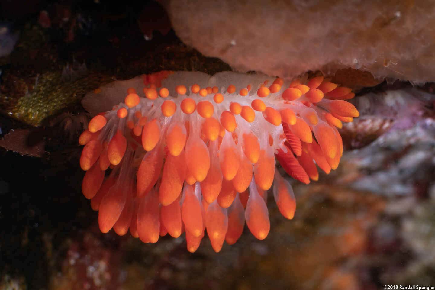 Limacia cockerelli (Cockerell's Dorid)