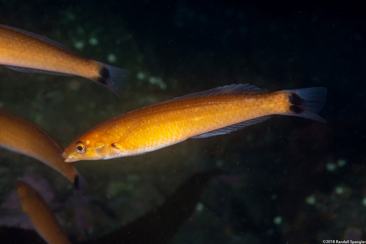 Oxyjulis californica (Señorita)