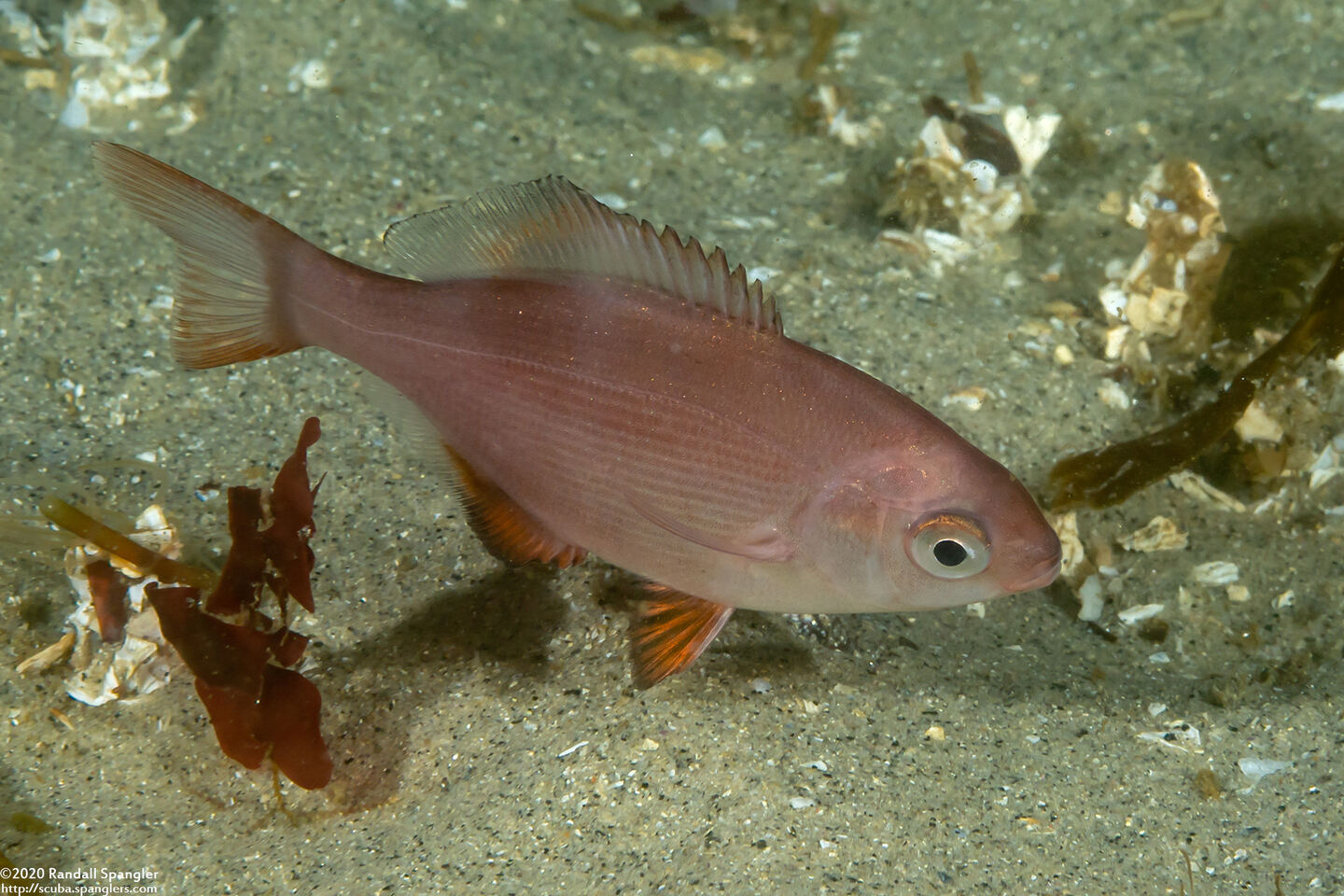 Rhacochilus toxotes (Rubberlip Seaperch)