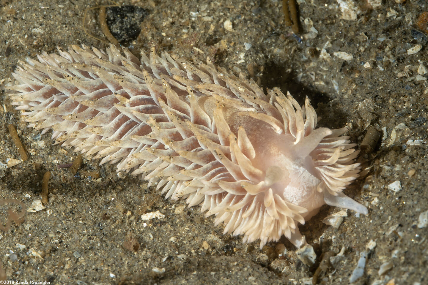 Aeolidia loui (Shag-Rug Aeolid)