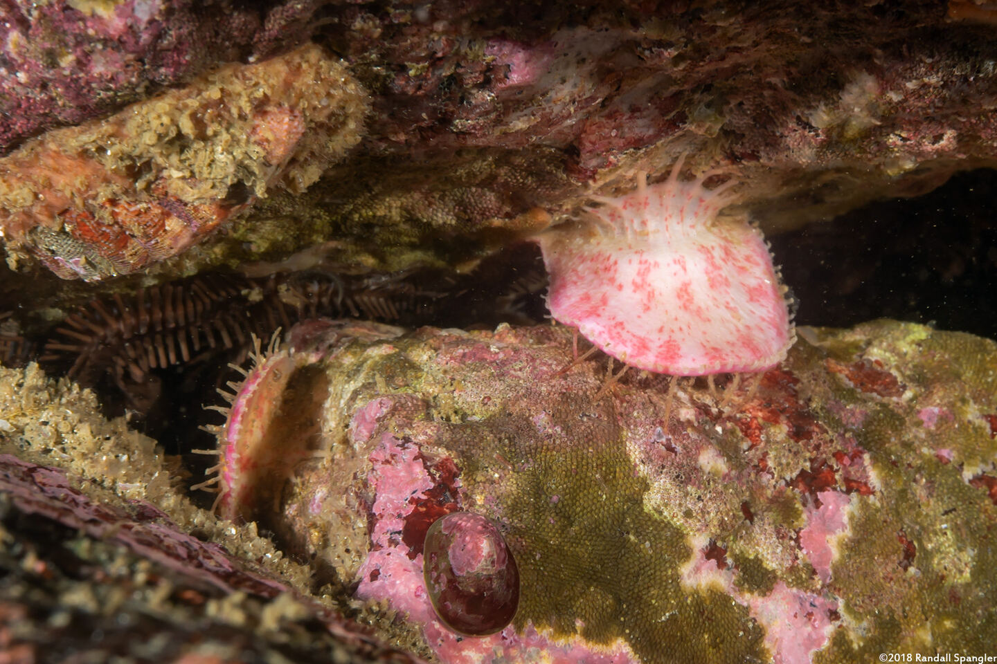 Placiphorella velata (Veiled Chiton)