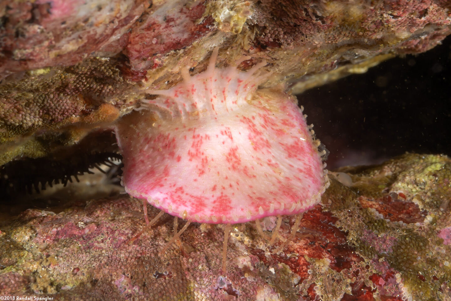 Placiphorella velata (Veiled Chiton)