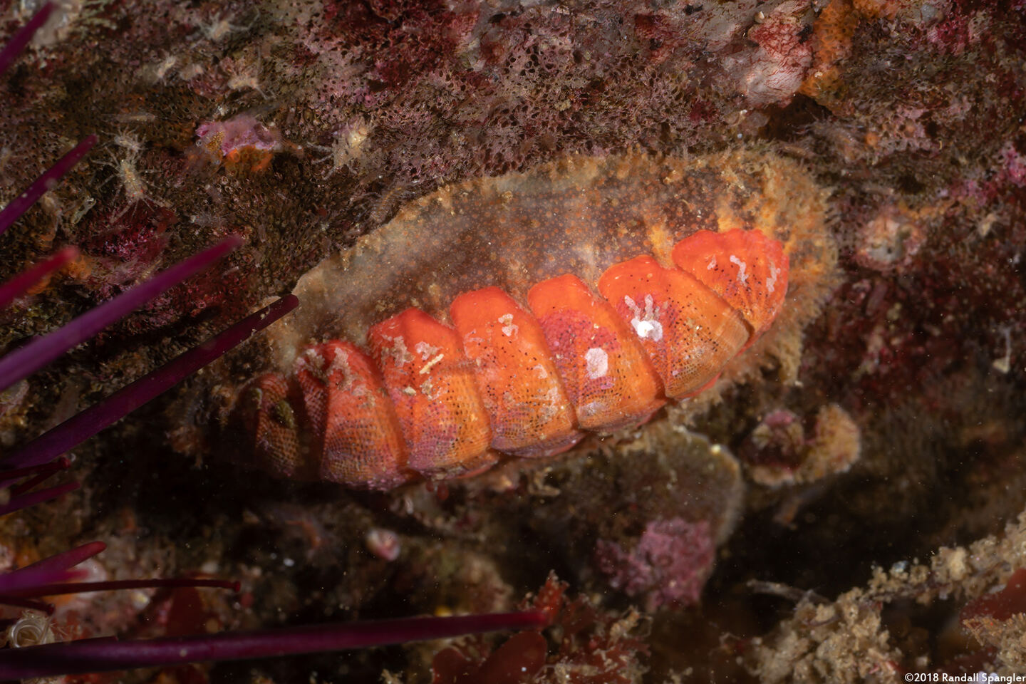 Mopalia spectabilis (Red-Flecked Mopalia)