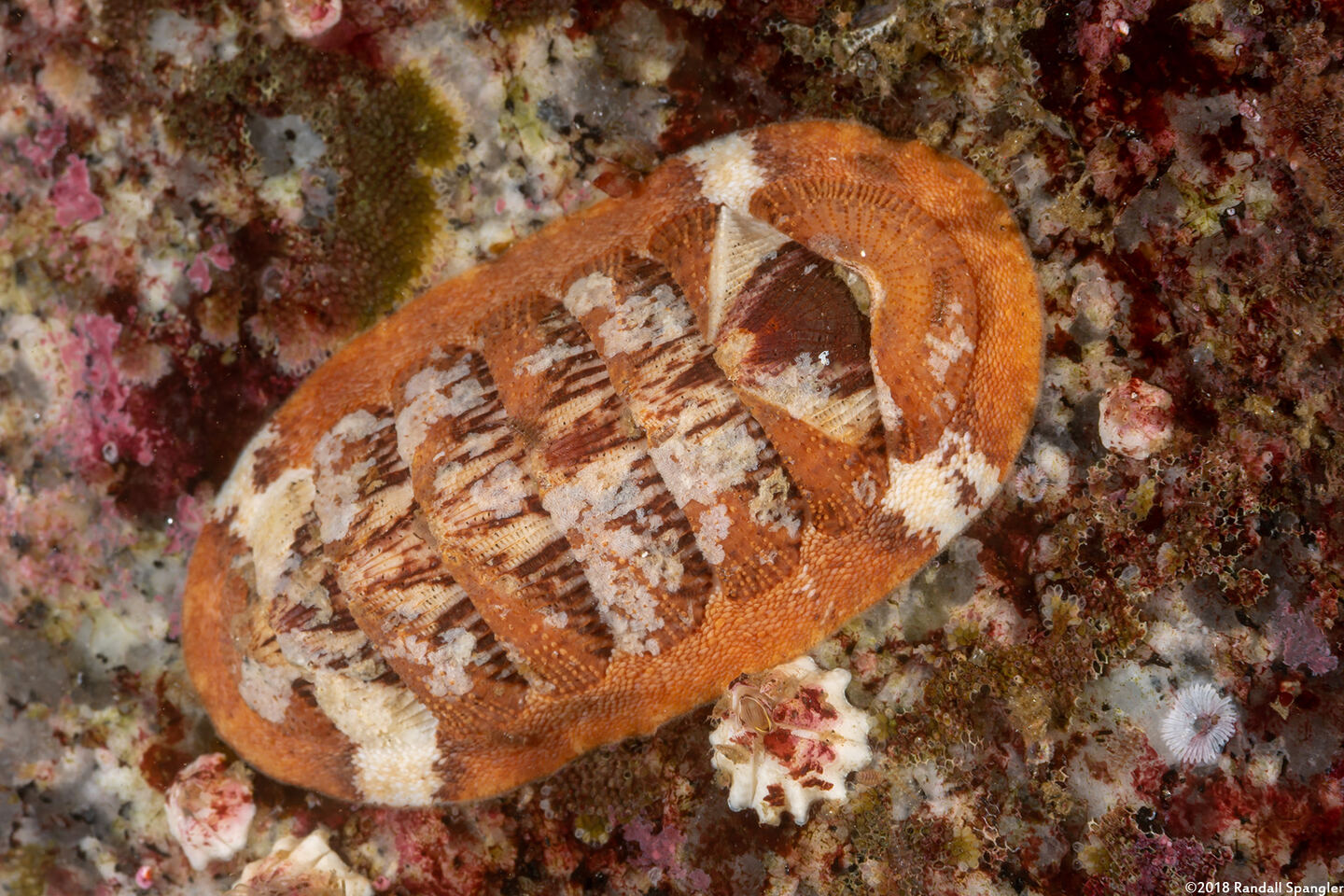 Lepidozona mertensii (Merten's Chiton)