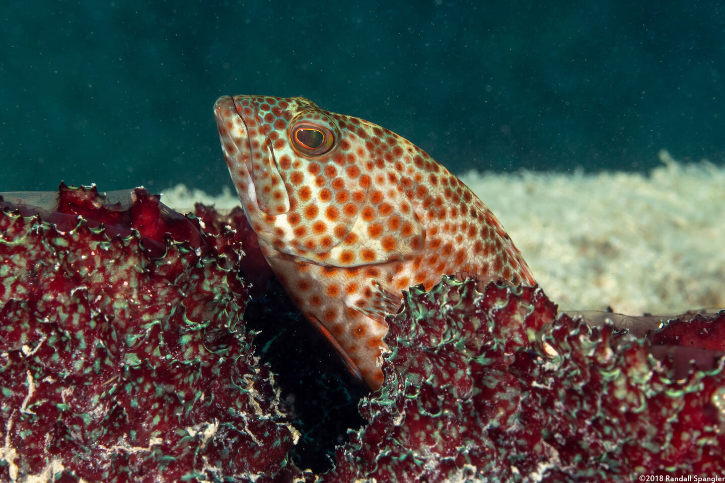 Cephalopholis cruentata (Graysby)