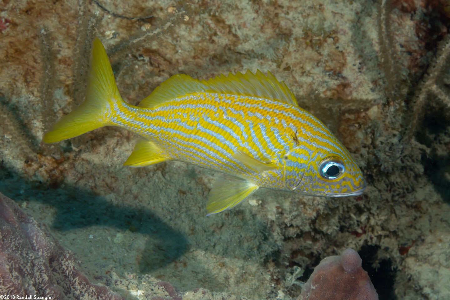 Haemulon flavolineatum (French Grunt)