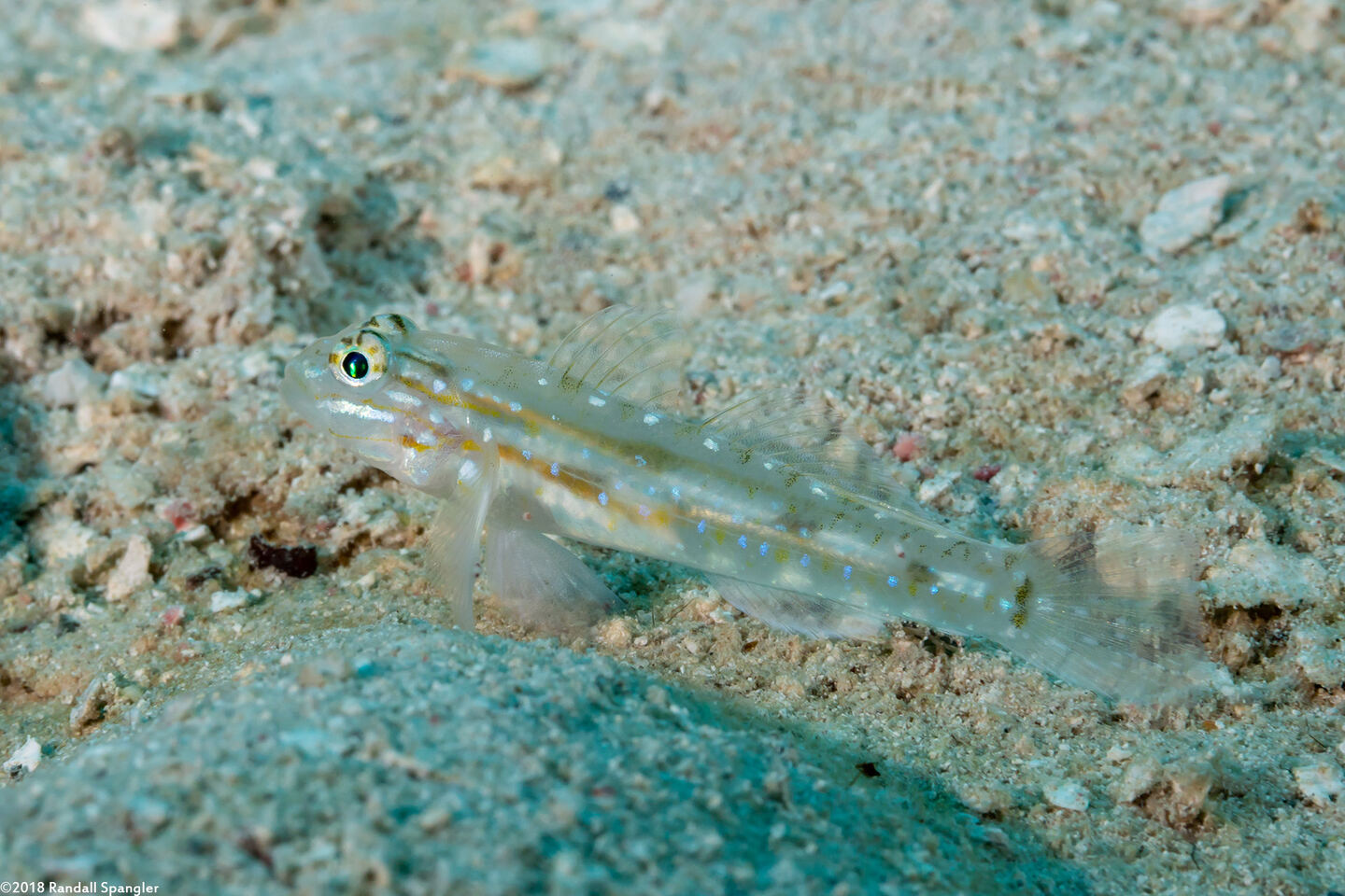 Coryphopterus venezuelae (Sand-Canyon Goby)