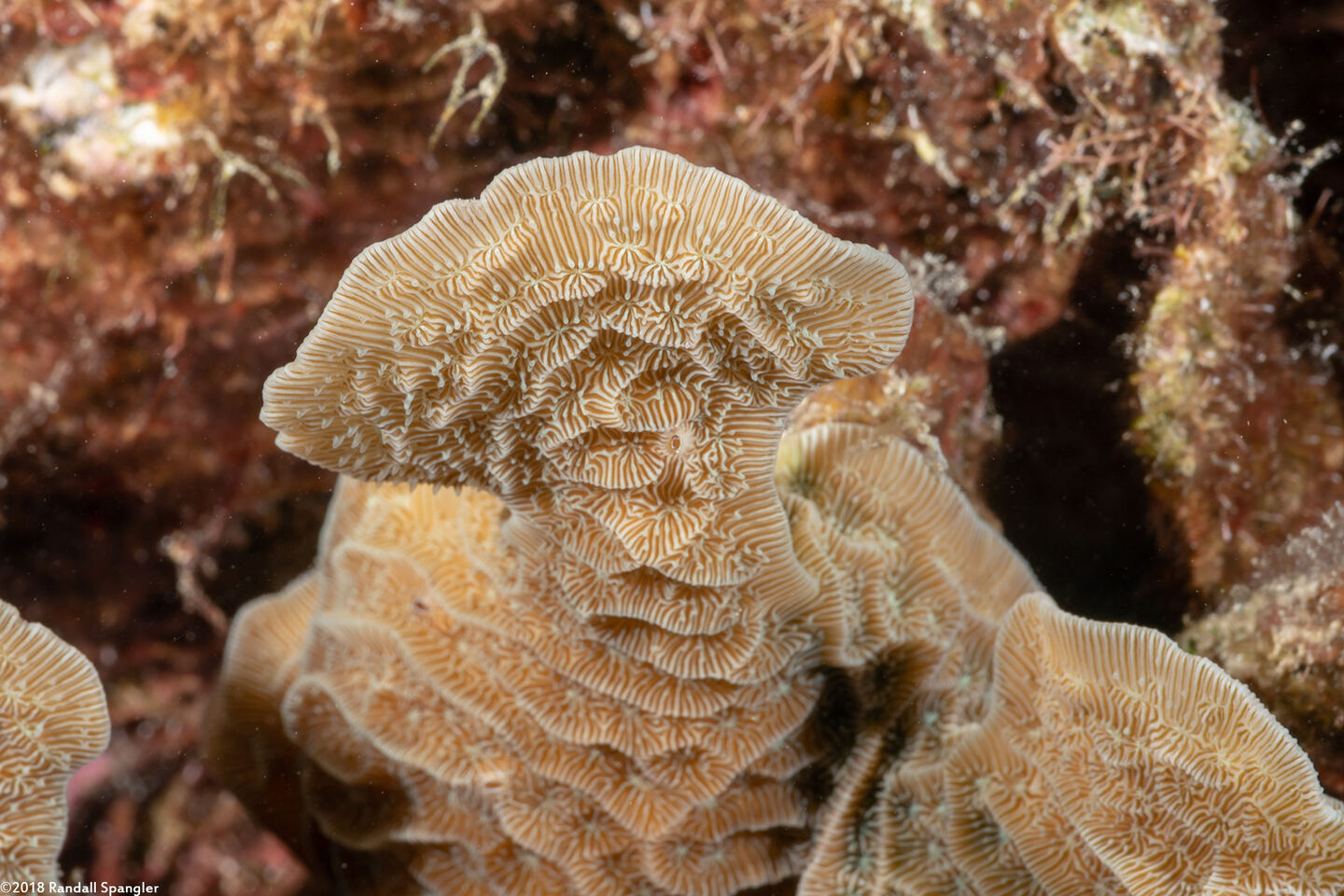 Agaricia agaricites (Lettuce Coral)