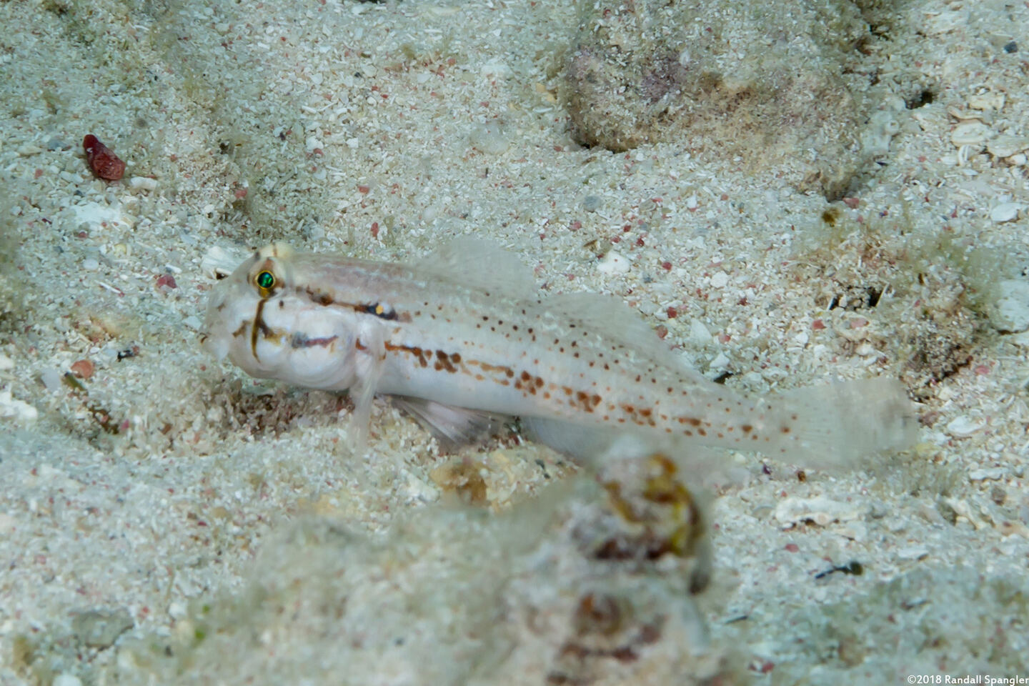 Gnatholepis thompsoni (Goldspot Goby)