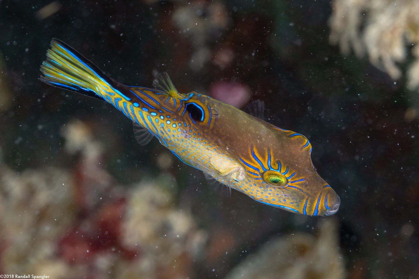 Canthigaster rostrata (Sharpnose Puffer)