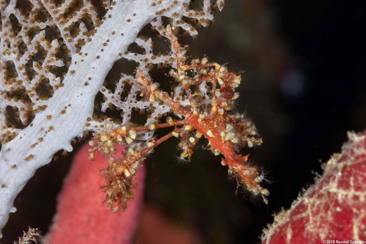 Podochela sp.1 (Neck Crab)