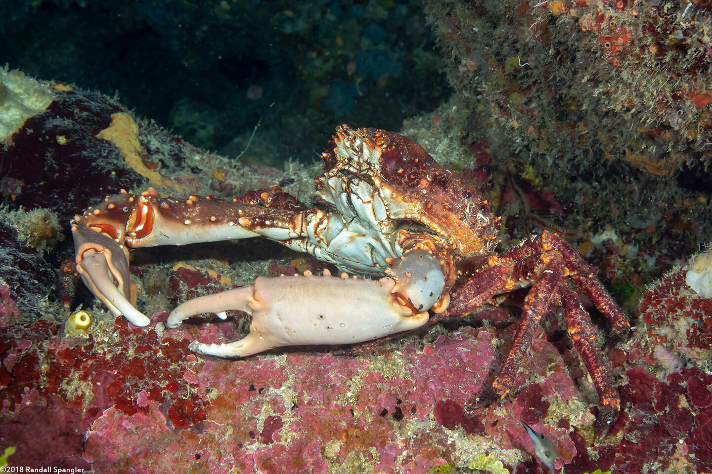 Maguimithrax spinosissimus (Channel Clinging Crab)