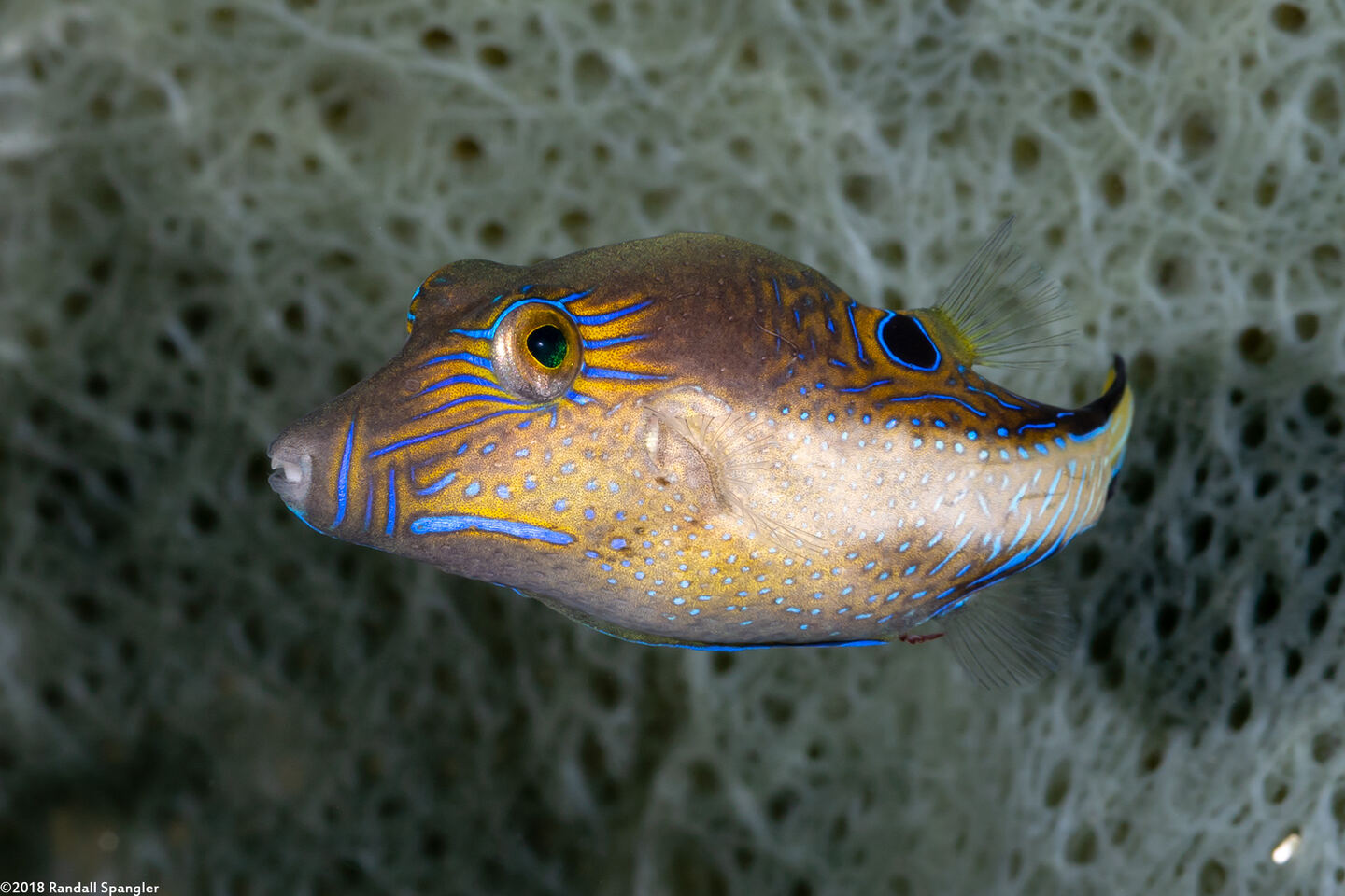 Canthigaster rostrata (Sharpnose Puffer)