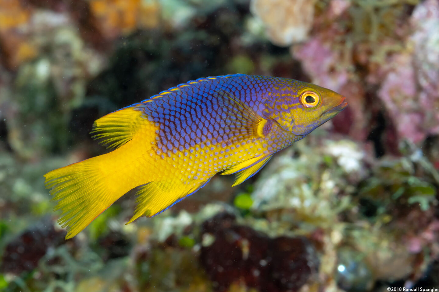 Bodianus rufus (Spanish Hogfish)