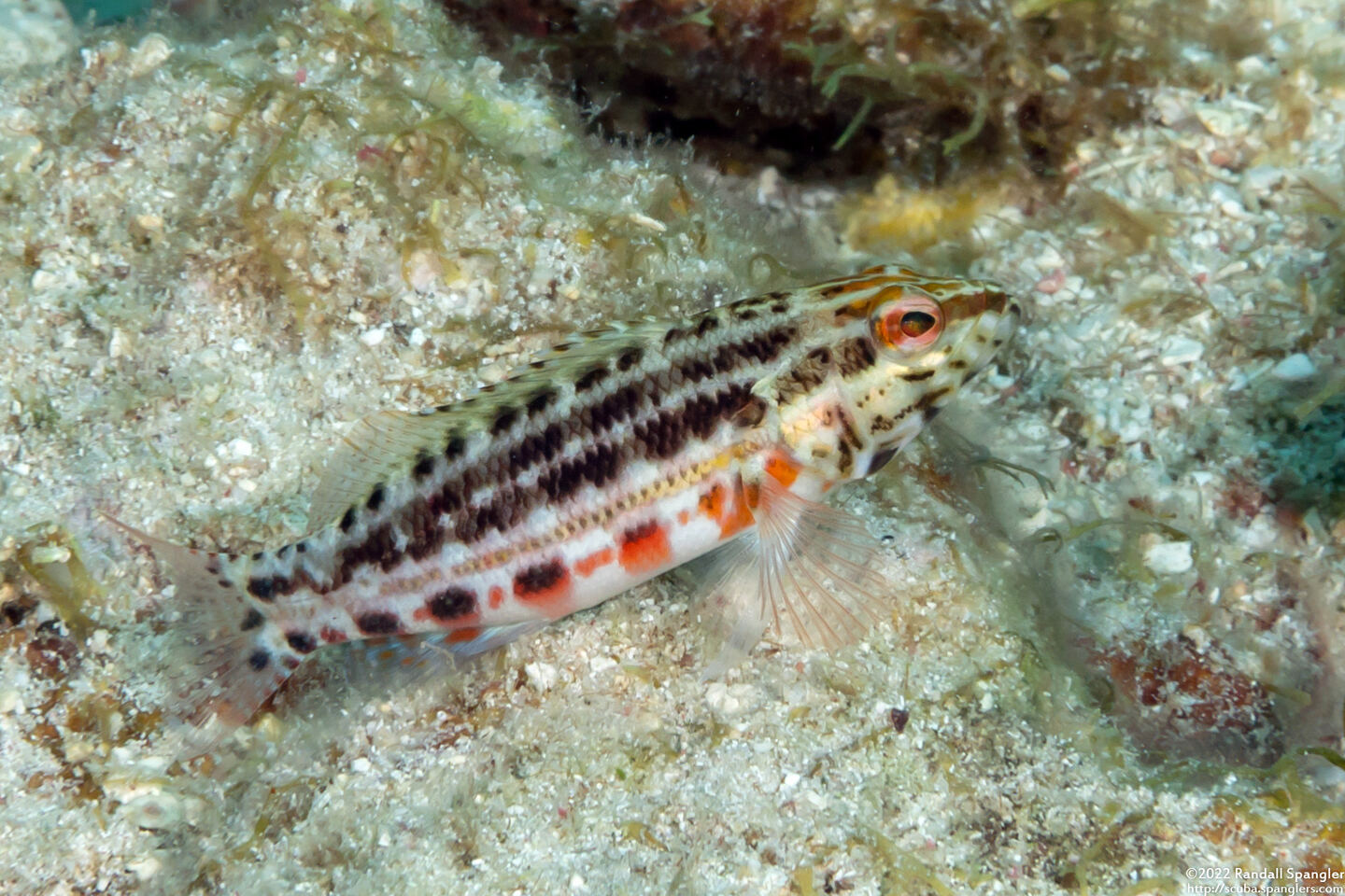 Serranus baldwini (Lantern Bass)