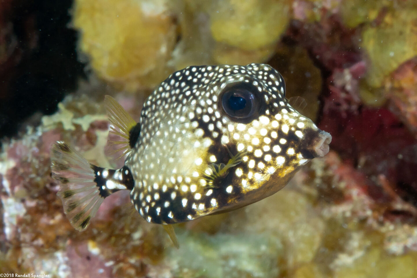 Lactophrys triqueter (Smooth Trunkfish)