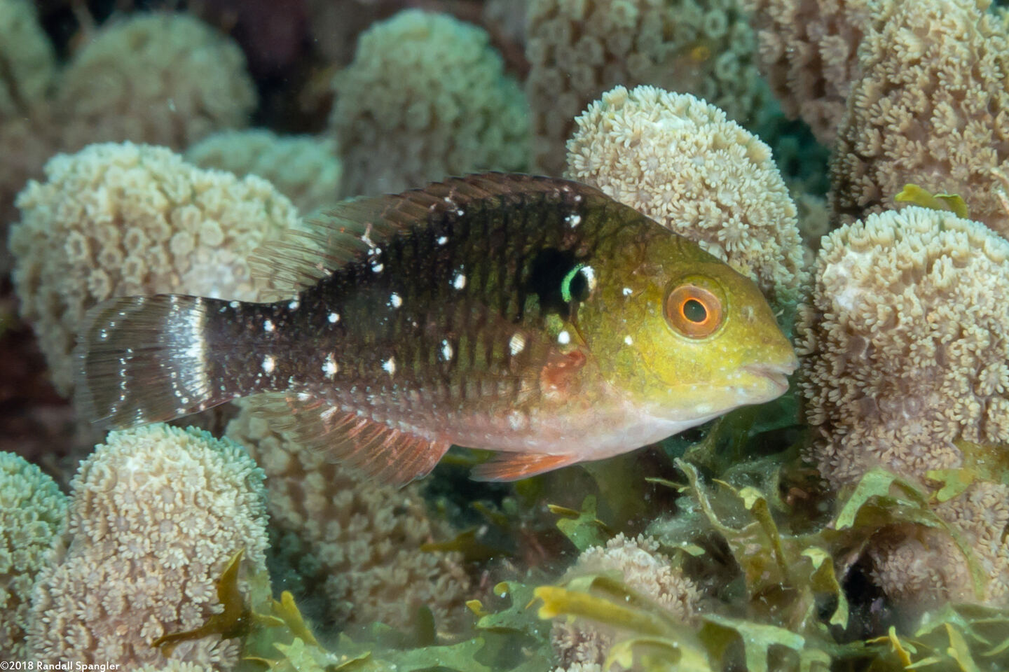 Sparisoma viride (Stoplight Parrotfish)