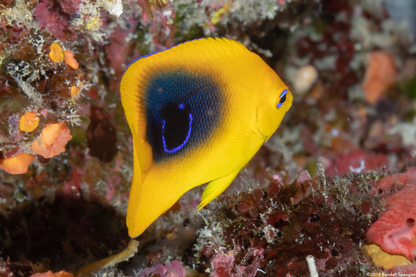 Holacanthus tricolor (Rock Beauty)