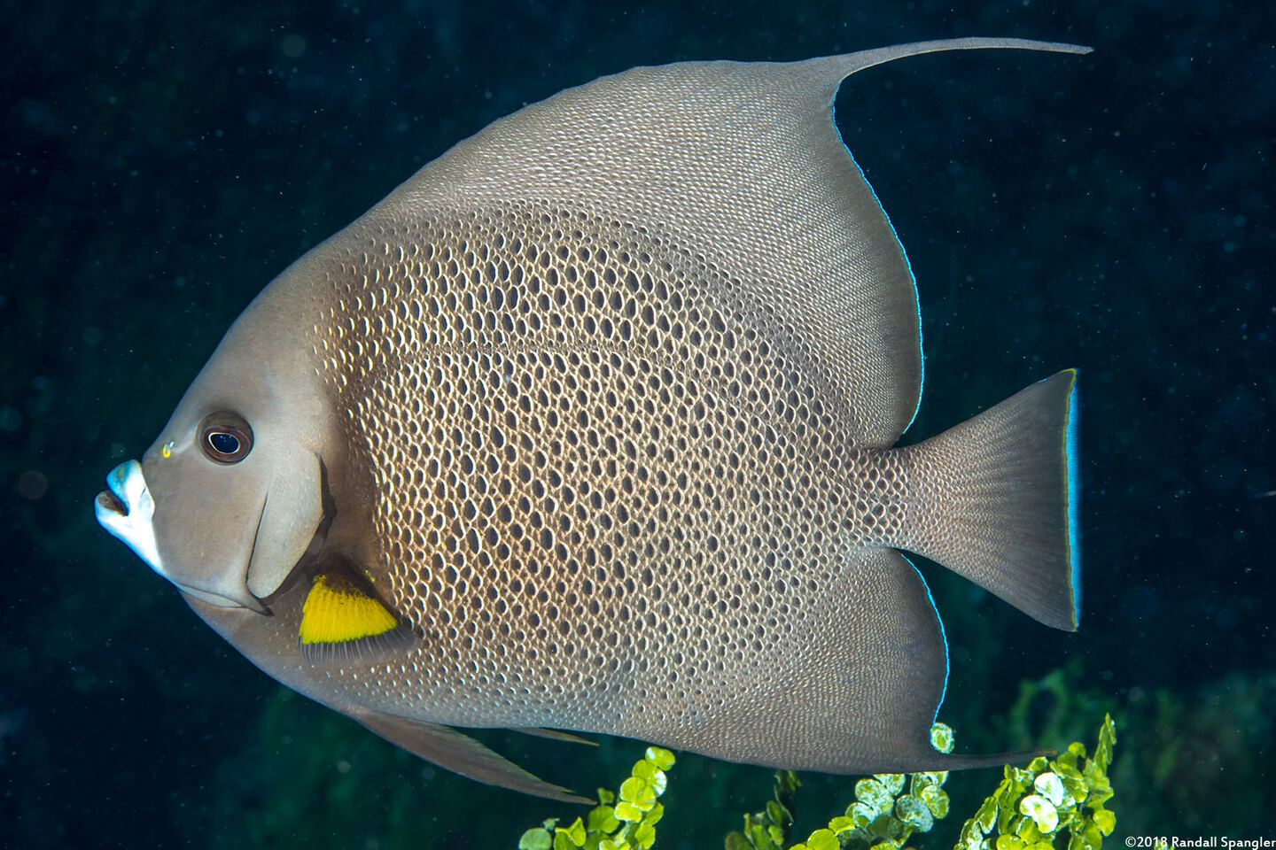 Pomacanthus arcuatus (Gray Angelfish)