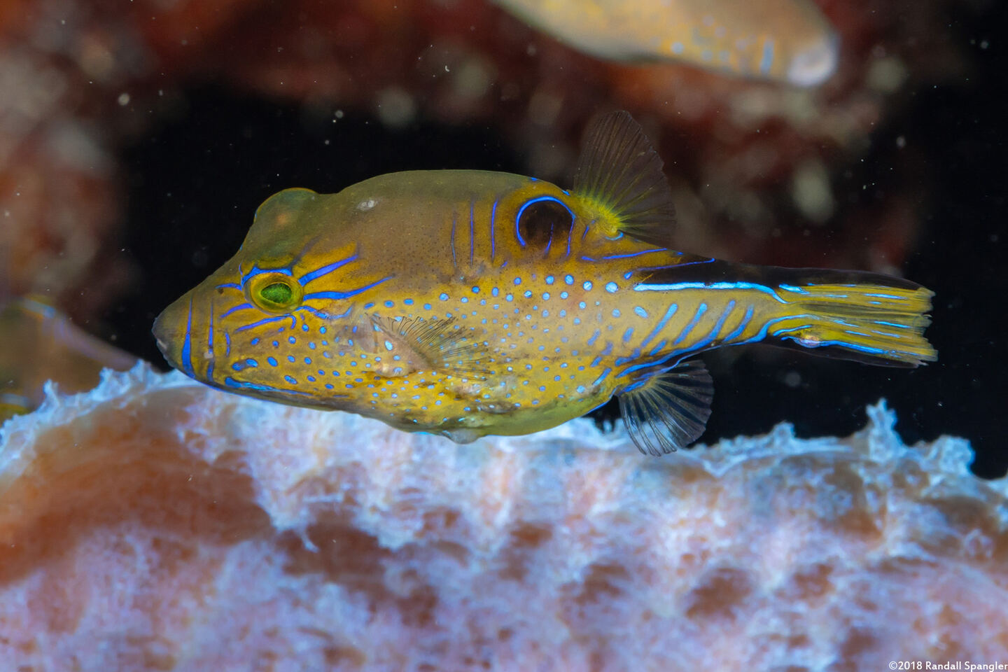 Canthigaster rostrata (Sharpnose Puffer)