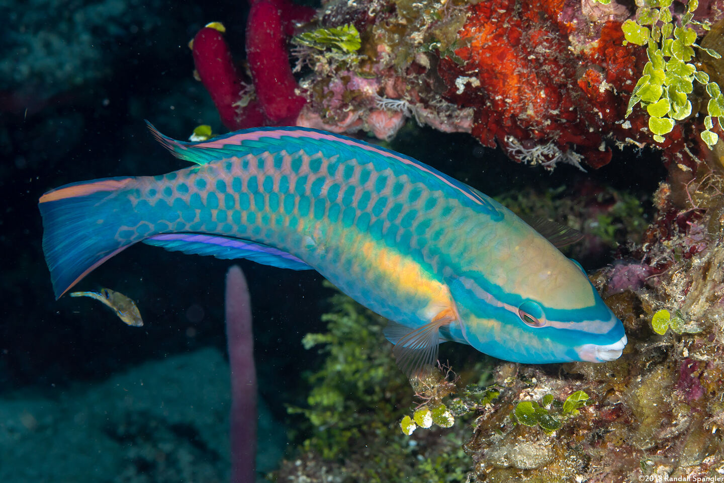 Scarus taeniopterus (Princess Parrotfish)
