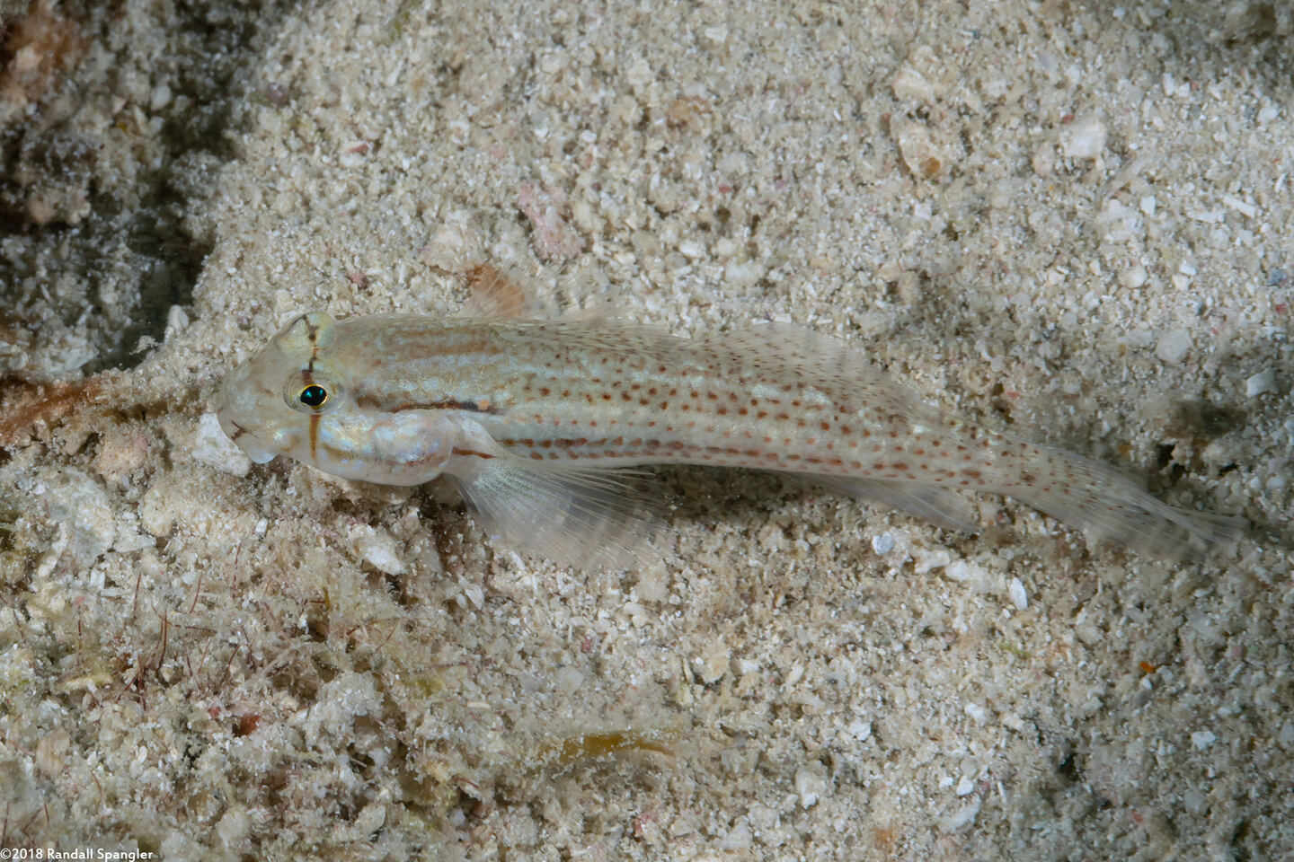 Gnatholepis thompsoni (Goldspot Goby)