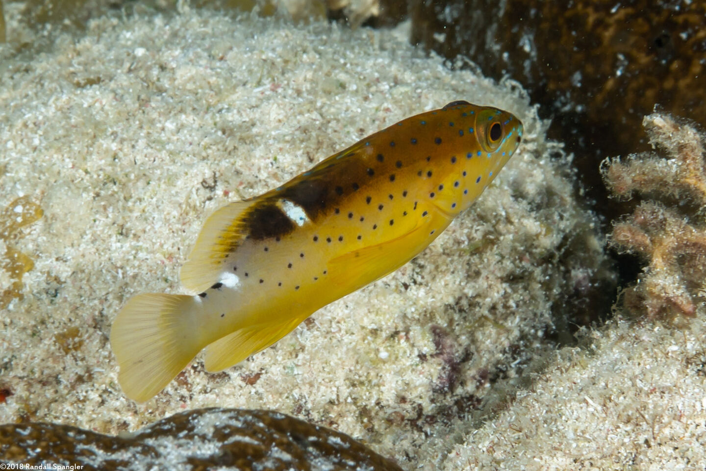 Cephalopholis fulva (Coney)