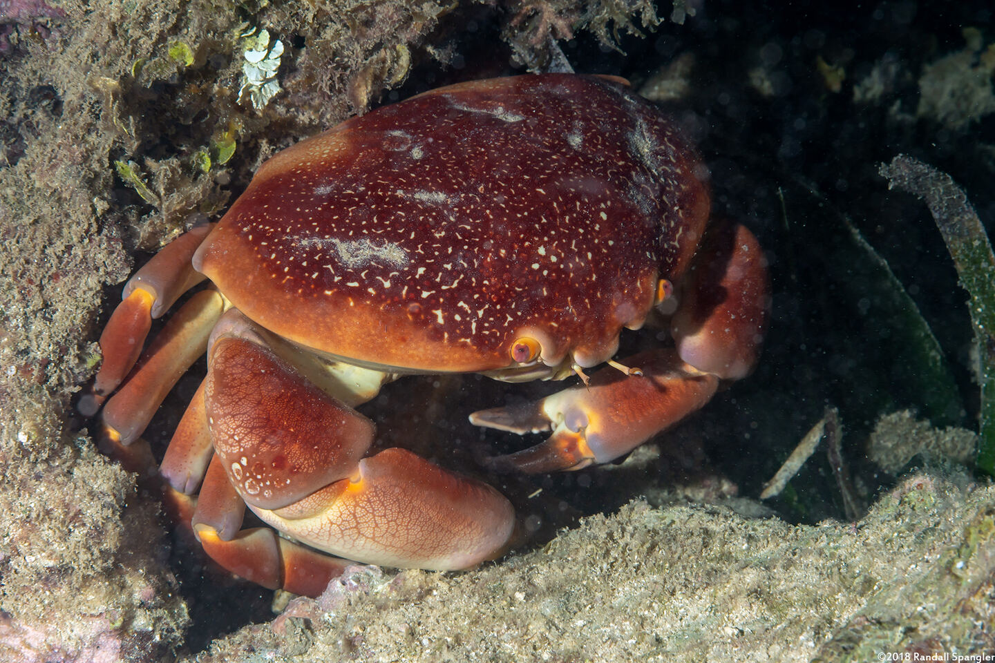 Carpilius corallinus (Batwing Coral Crab)