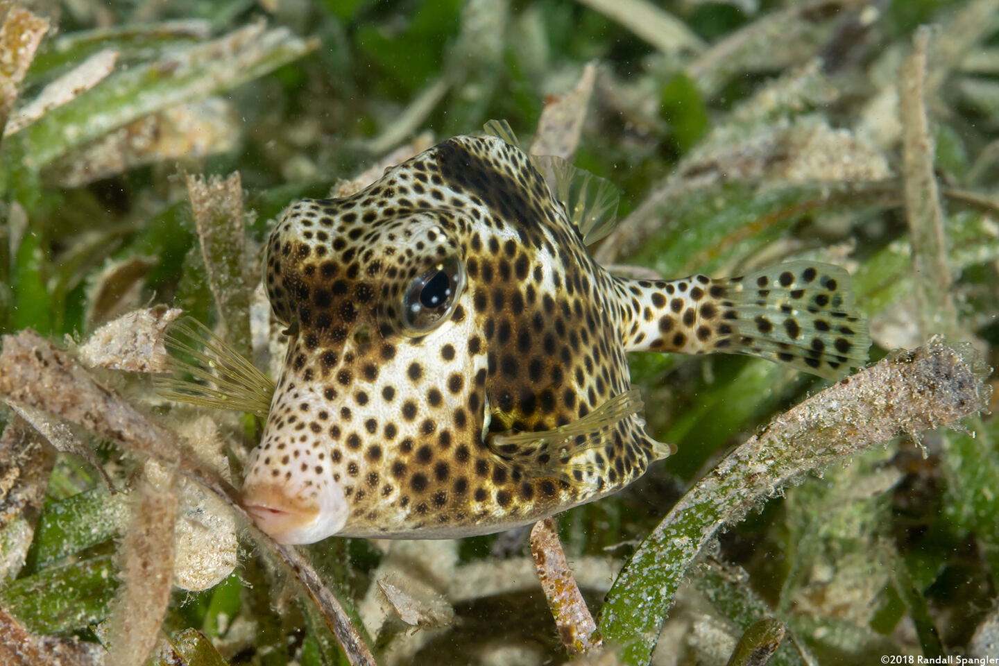 Lactophrys bicaudalis (Spotted Trunkfish)