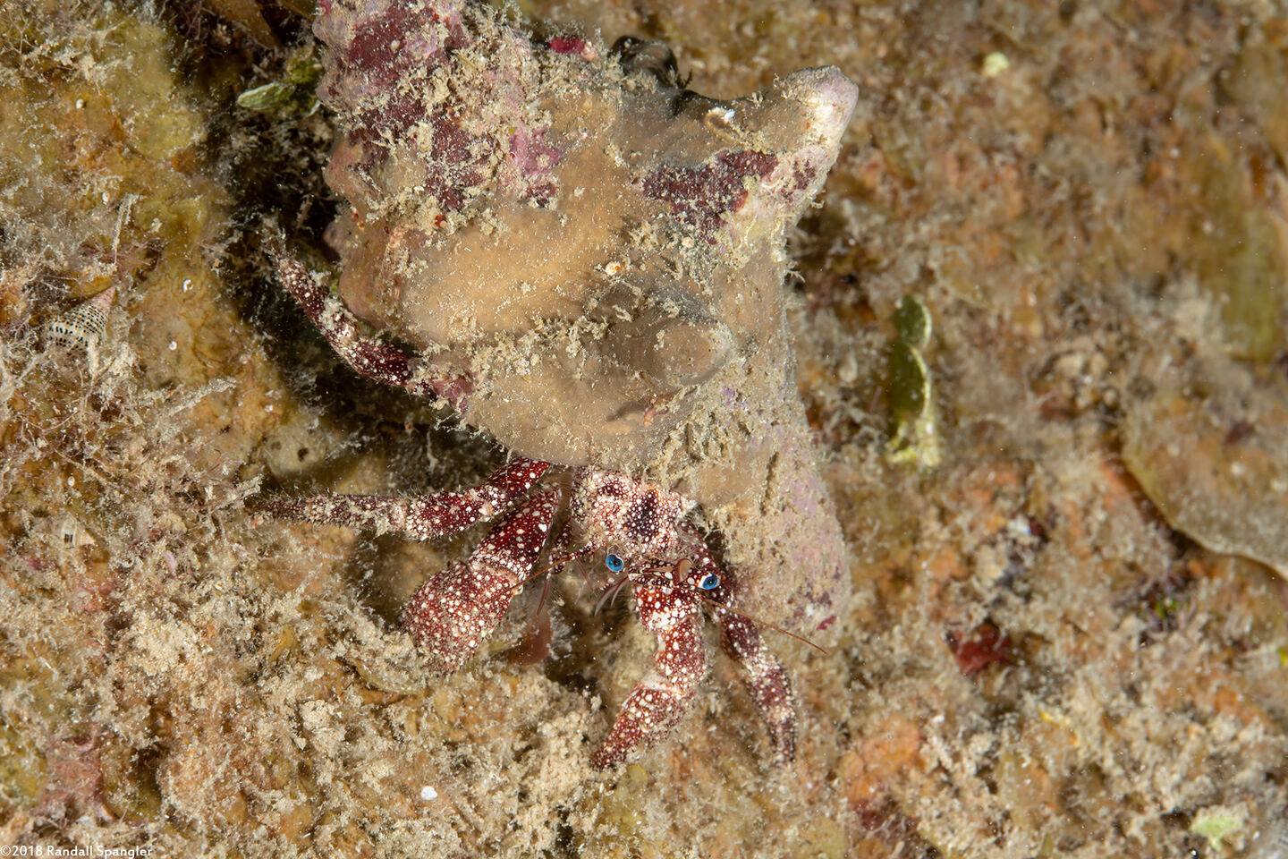 Paguristes puncticeps (Whitespeckled Hermit Crab)