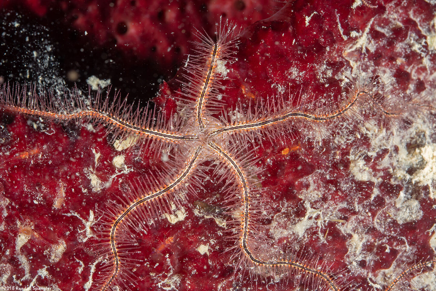 Ophiothrix suensoni (Sponge Brittle Star)