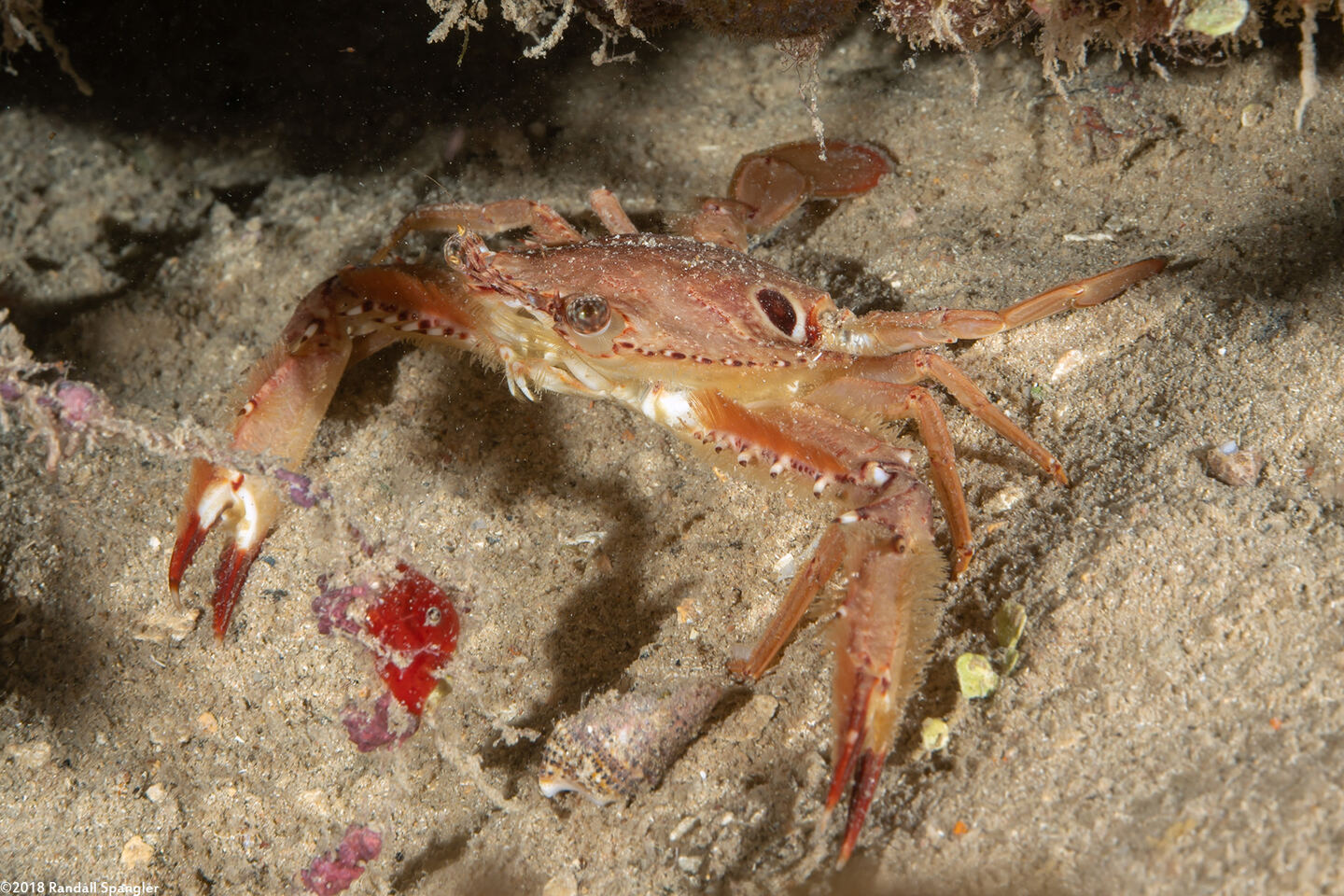 Achelous sebae (Ocellate Swimming Crab)