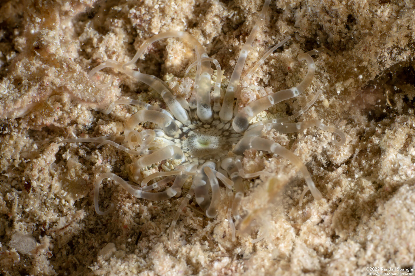 Bunodosoma granuliferum (Warty Anemone)