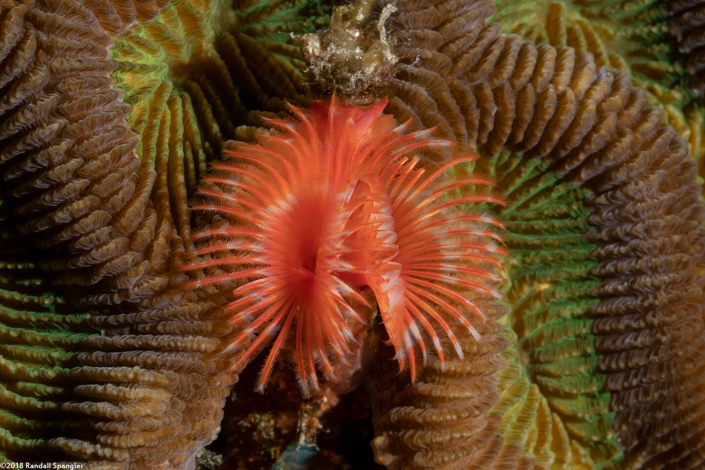 Pomatostegus stellatus (Star Horseshoe Worm)