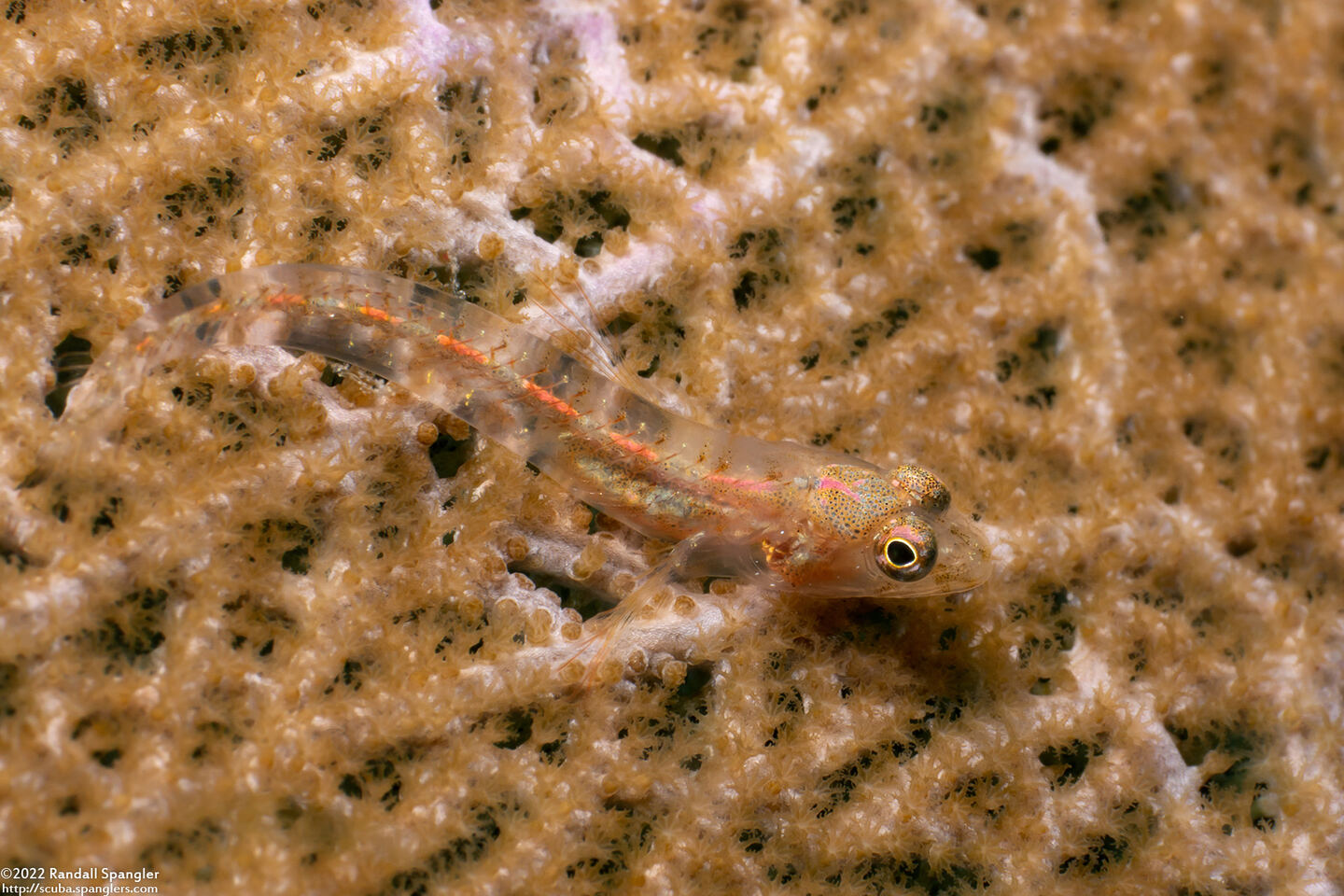 Emblemariopsis pricei (Sea Fan Blenny)